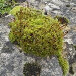 Moss in Garden Design: